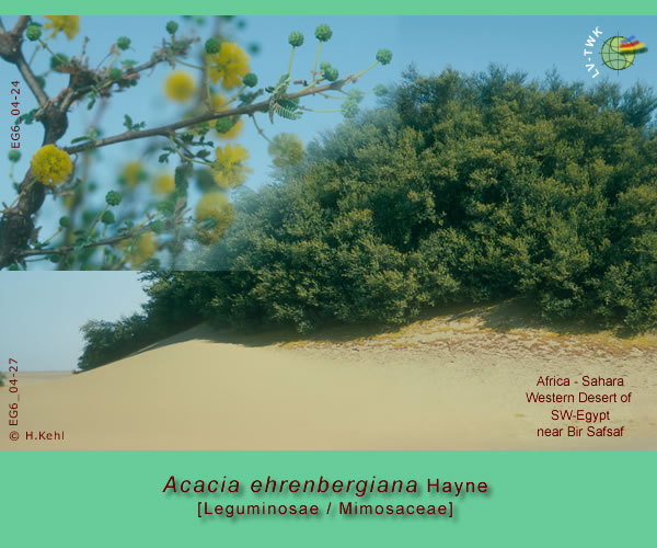 Acacia ehrenbergiana Hayne