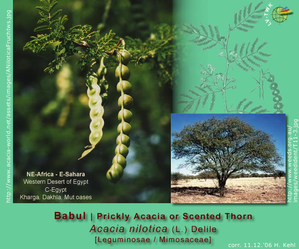 Acacia nilotica (L.)  Delile