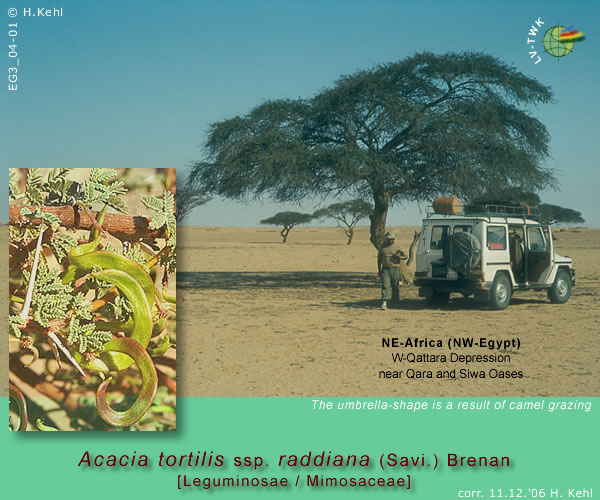 Acacia tortilis ssp. raddiana (Savi.) Brenan