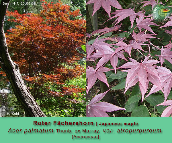 Acer palmatum var. atropurpureum (Roter Fächerahorn / Japanese mapple)