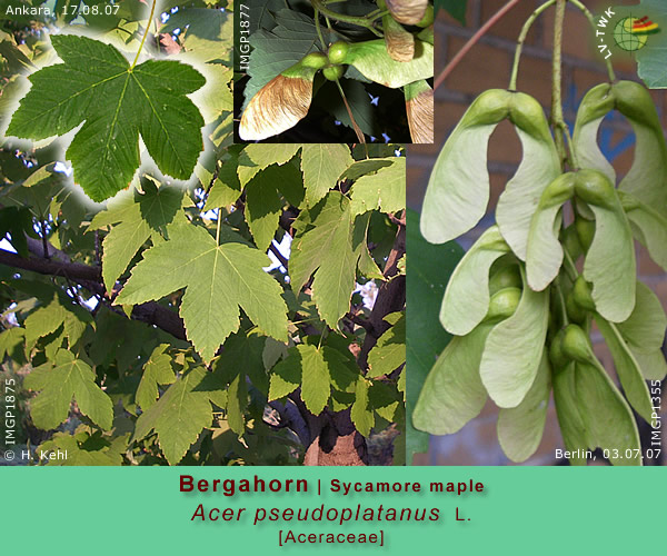 Acer pseudoplatanus L. (Bergahorn / Sycamore maple)