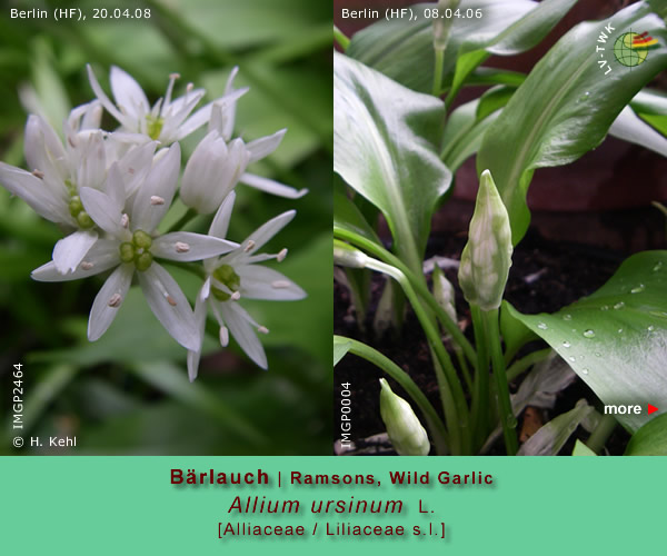 Allium ursinum L. (Bärlauch / Ramsons, Wild Garlic)