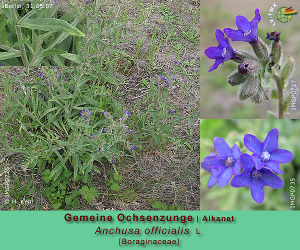 Anchusa officinalis L. (Gemeine Ochsenzunge / Alkanet)