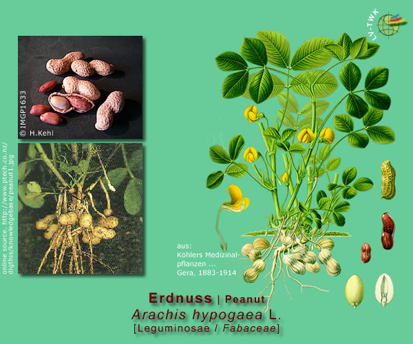 Arachis hypogaea L. (Erdnuss / Peanut)