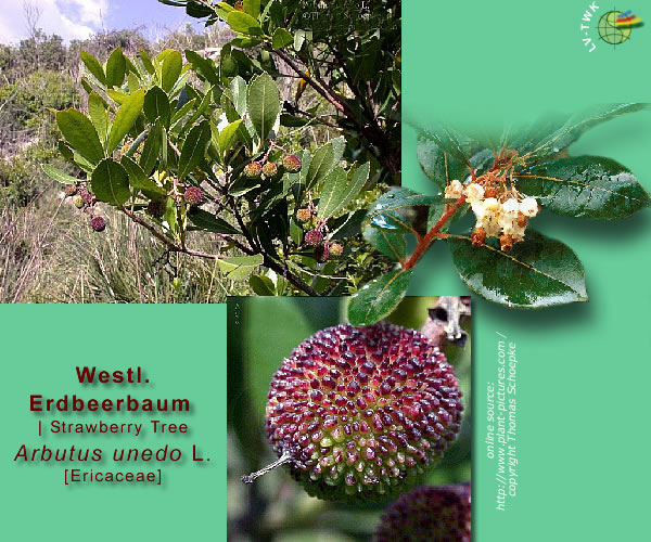 Arbutus unedo L. (Westmediterraner Erdbeerbaum / Strawberry Tree)