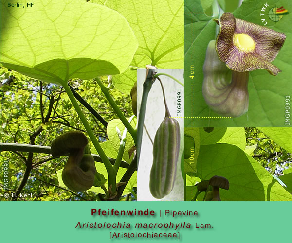 Aristolochia macrophylla Lam. (Pfeifenwinde / Pipevine)