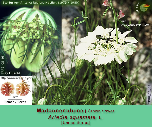 Artedia squamata L. (Madonnenblume / Crown flower)