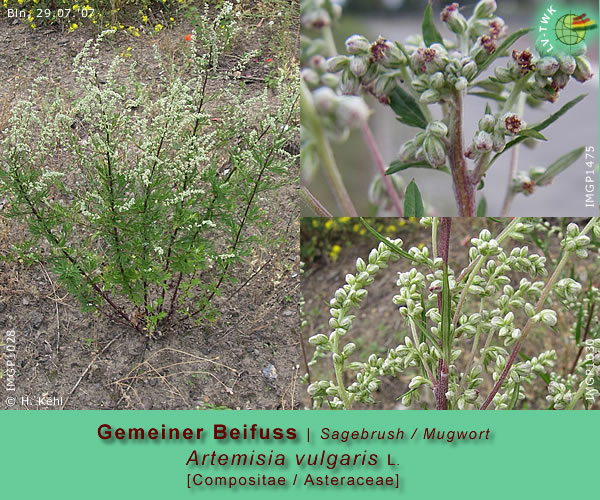 Artemisia vulgaris L. (Gemeiner Beifuss / Sagebrush or Mugwort)