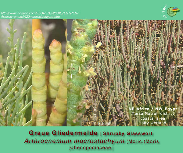 Arthrocnemum macrostachyum (Moric.) K.Koch (Graue Gliedermelde)
