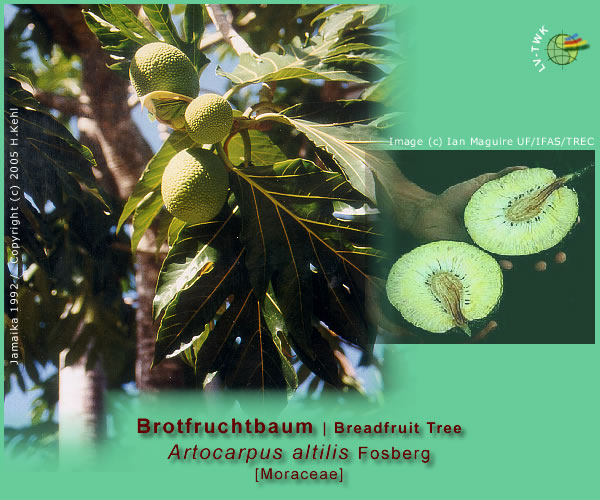 Artocarpus altilis Fosberg (Brotfruchtbaum / Breadfruit Tree)