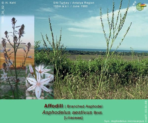 Asphodelus microcarpus Salzm. & Viv. (Affodill / Branched Aspodel)