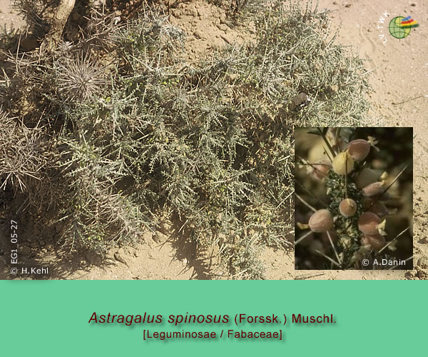 Astragalus spinosus (Forssk.) Muschl.