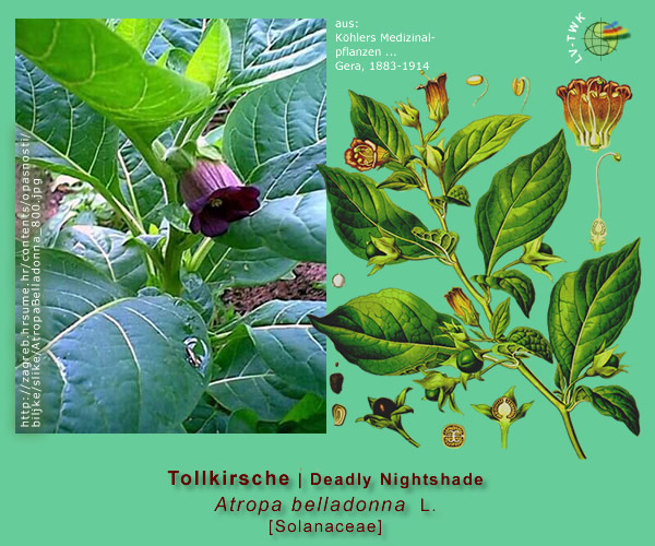 Atropa belladonna L. (Tollkirsche / Deadly Nightshade)