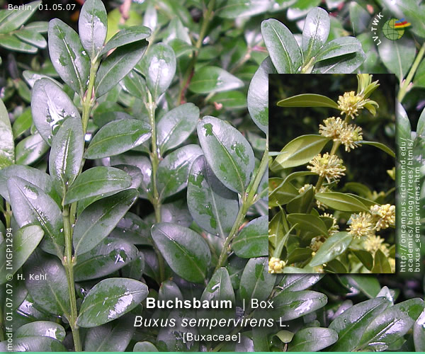 Buxus sempervirens L. (Buchsbaum / Box)