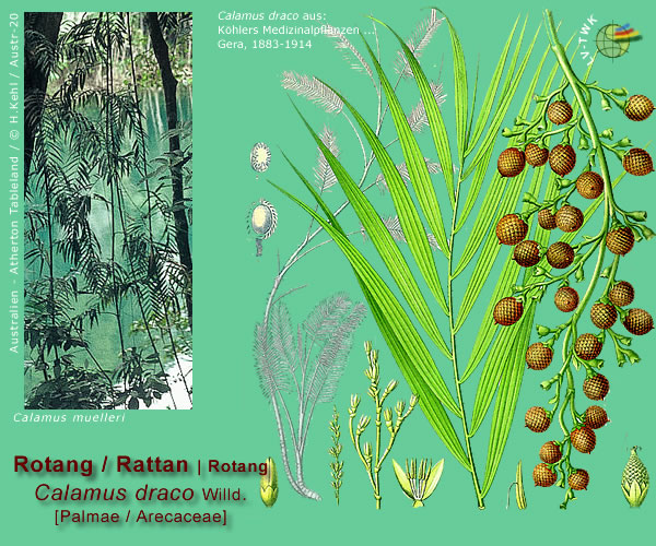 Calamus draco Willd. (Rotangpalme / Rattan)