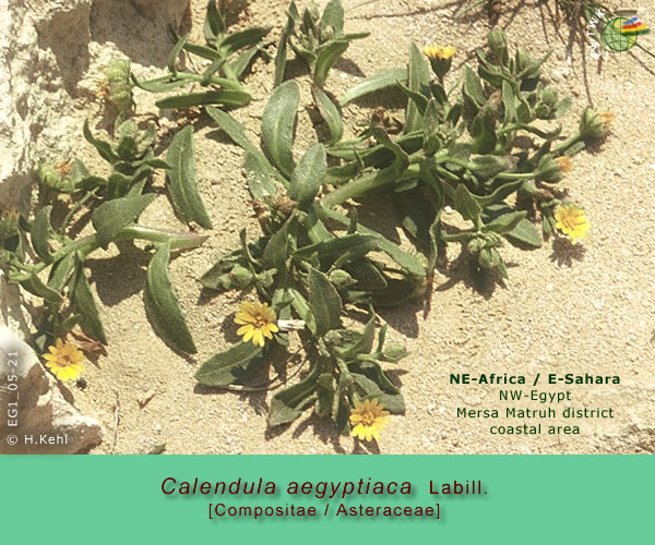 Calendula aegyptiaca Labill.