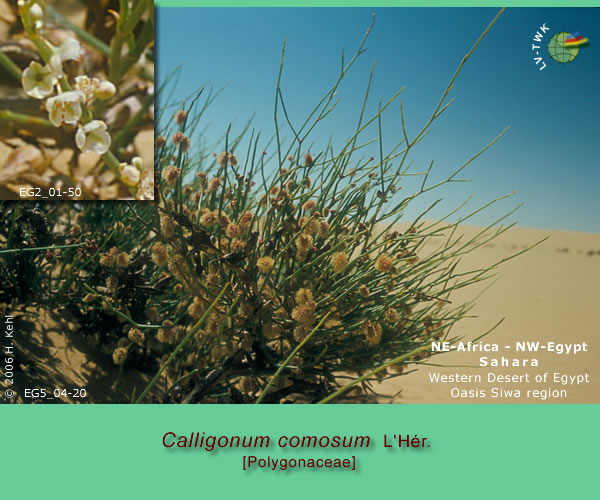 Calligonum comosum L'Hér.