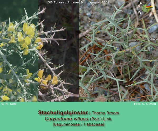 Calycotome villosa (Poir.) Link. (Stacheligelginster / Thorny Broom)