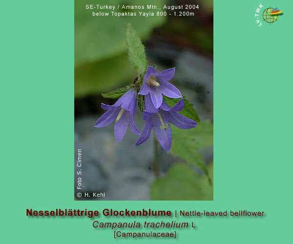 Campanula trachelium L. (Nesselblättrige Glockenblume / Nettle-leaved bellflower)