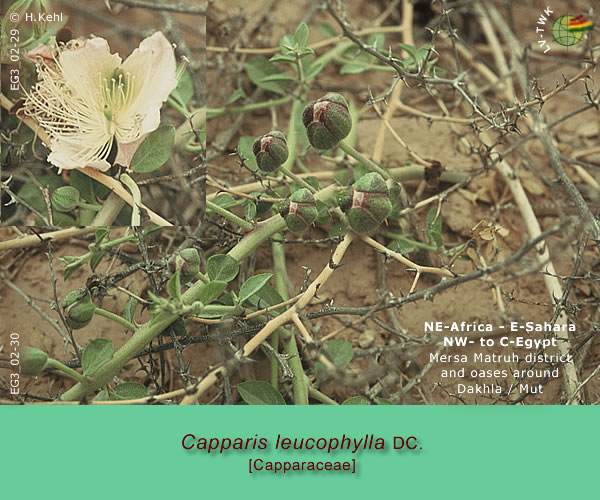 Capparis leucophylla DC.