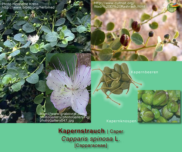 Capparis spinosa L. (Kapernstrauch / Caper)