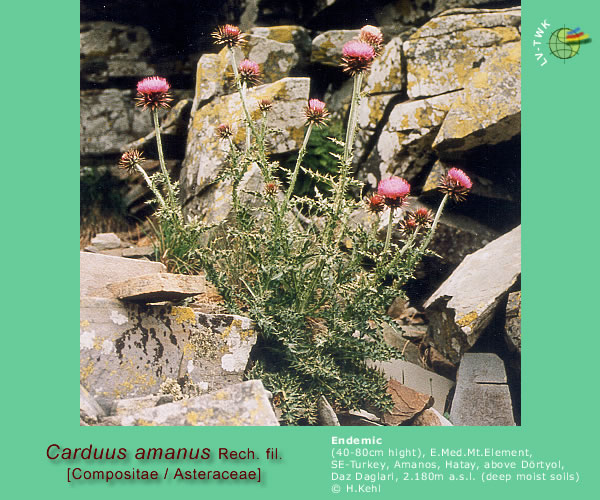 Carduus amanus Rech. fil.