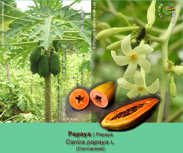 Carica papaya L. (Papaya)