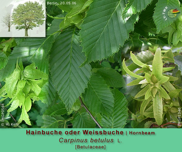 Carpinus betulus L. (Hainbuche oder Weissbuche / Hornbeam)