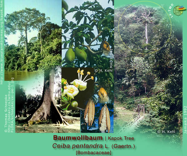 Ceiba pentandra L. (Baumwollbaum / Kapok tree)
