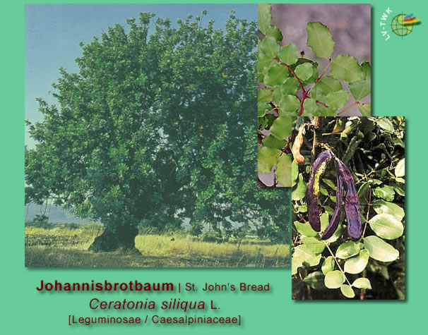 Ceratonia siliqua L. (Johannisbrotbaum / St. John's Bread)