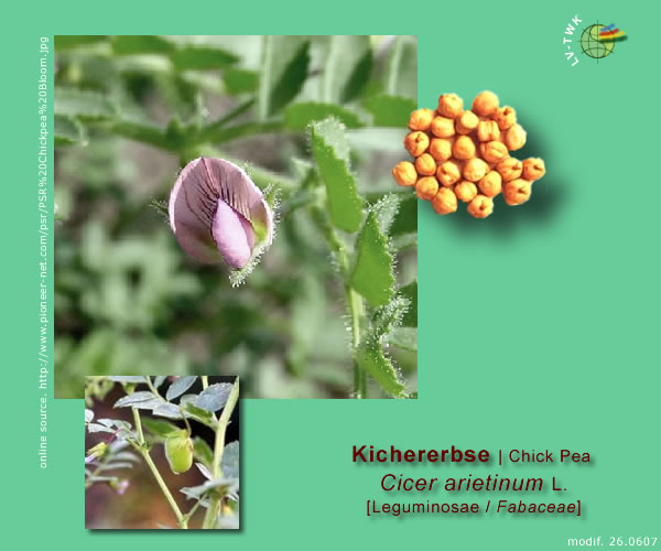 Cicer arietinum L. (Kichererbsen / Chick Pea)