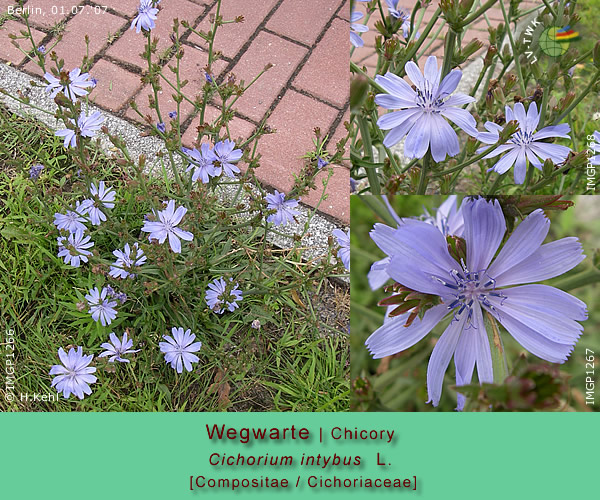 Cichorium intybus L. (Wegwarte / Chicory)