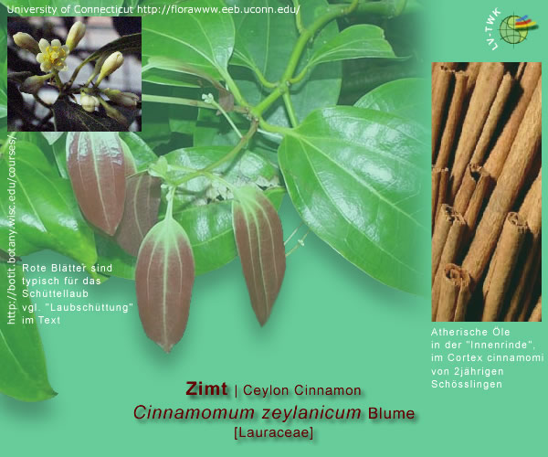 Cinnamomum zeylanicum Blume (Zimt / Ceylon Cinnamom)