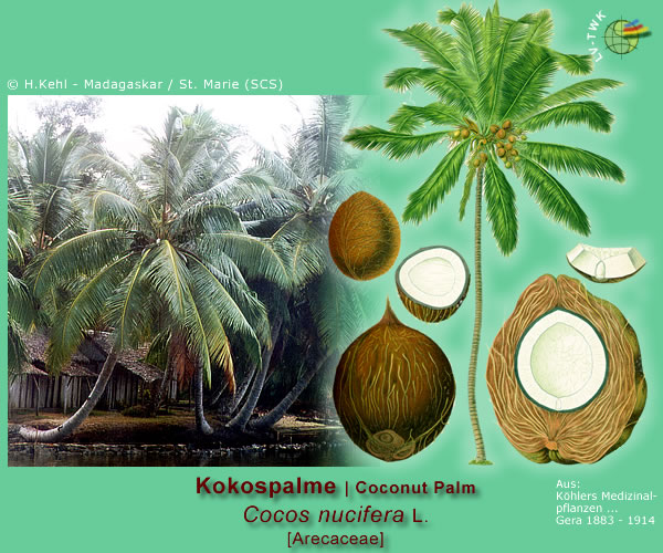 Cocos nucifera L. (Kokospalme / Coconut Palm)