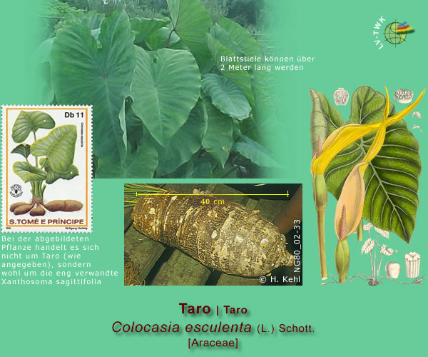 Colocasia esculenta (L.) Schott. (Taro)