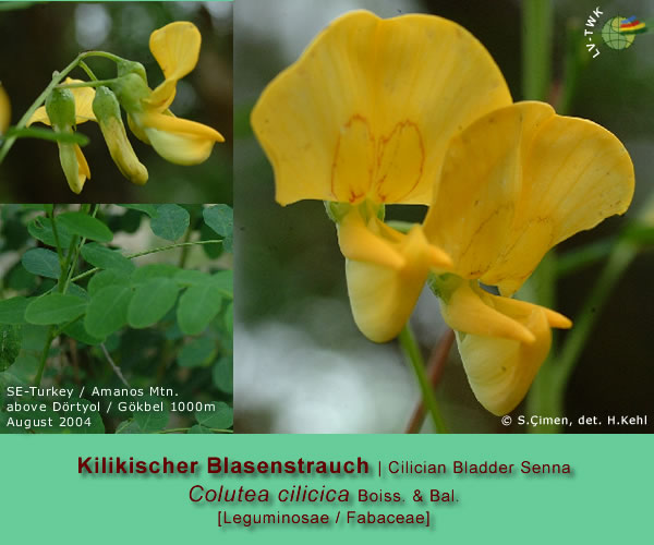 Colutea cilicica Boiss. & Bal. (Kilikischer Blasenstrauch / Cilician Bladder Senna)