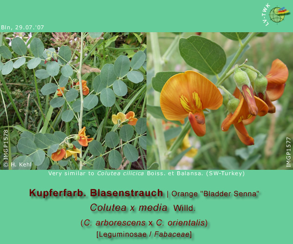 Colutea x media Willd. (kupferfarbener Blasenstrauch / Orange Bladder Senna)