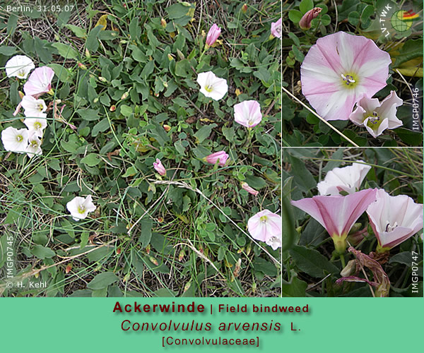 Convolvulus arvensis L. (Gemeine Ackerwinde / Field bindweed)
