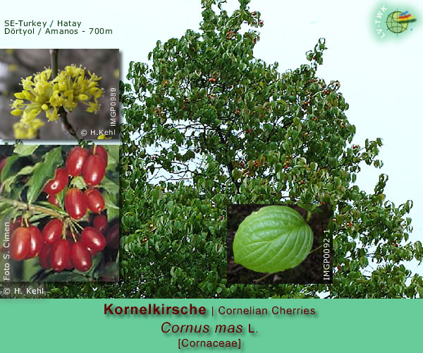 Cornus mas L. (Kornelkirsche / Cornelian Cherries)