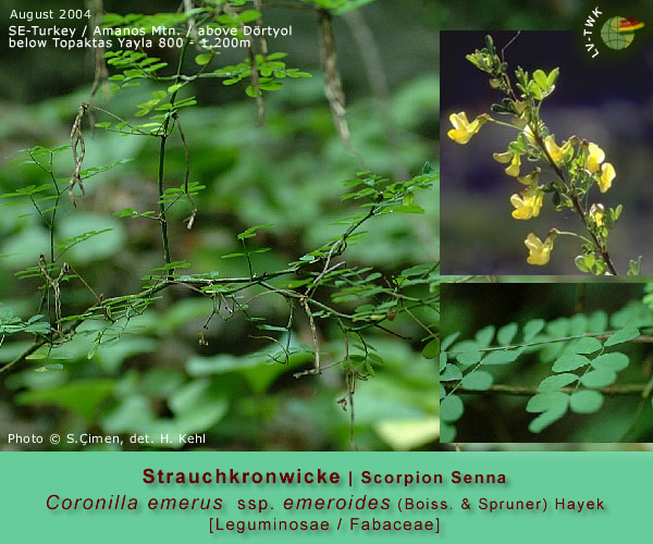 Coronilla emerus ssp. emeroides (Boiss. & Spruner) Hayek (Strauchkronwicke / Scorpion Senna)