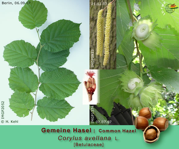 Corylus avellana L. (Gemeine Hasel / Common Hazel)