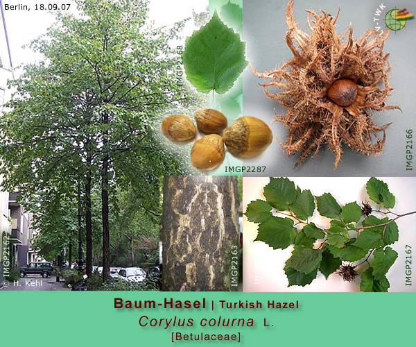 Corylus colurna L. (Baumhasel / Turkish Hazel)