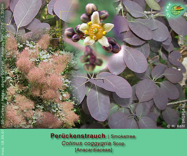 Cotinus coggygria Scop. (Perückenstrauch / Smoketree)