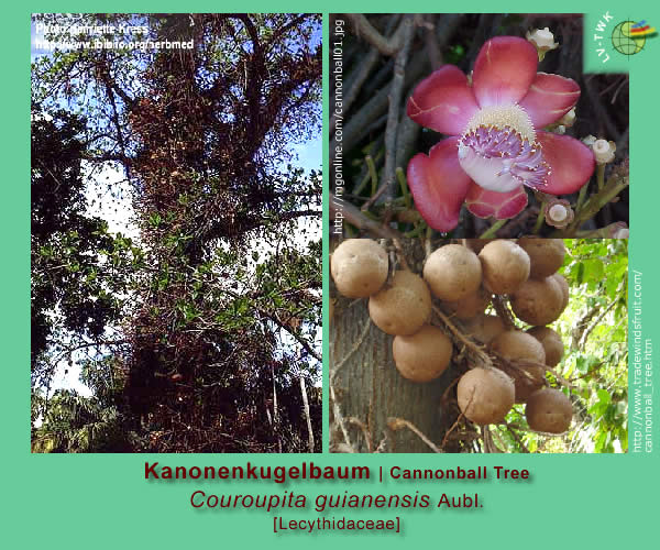 Couroupita guianensis Aubl. (Kanonenkugelbaum / Cannonball Tree)
