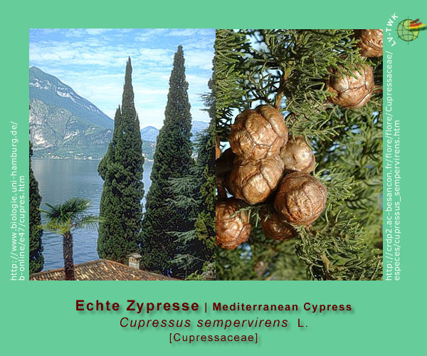Cupressus sempervirens L. (Echte Zypresse / Mediterranean Cypress)