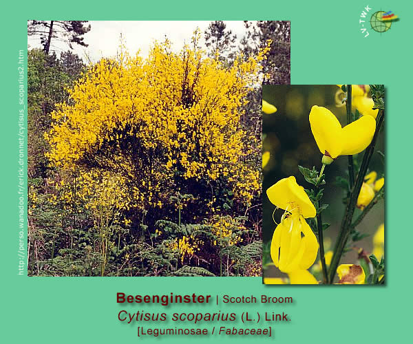 Cytisus scoparius (L.) Link. (Besenginster / Scotch Broom)