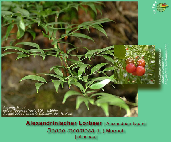 Danae racemosa (L.) Moench (Alexandrinischer Lorbeer / Alexandrian Laurel)