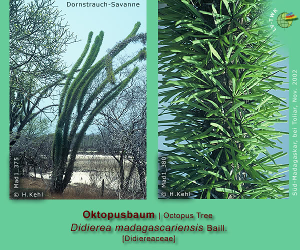 Didierea madagascariensis Baill. (Oktopusbaum / Octopus Tree)