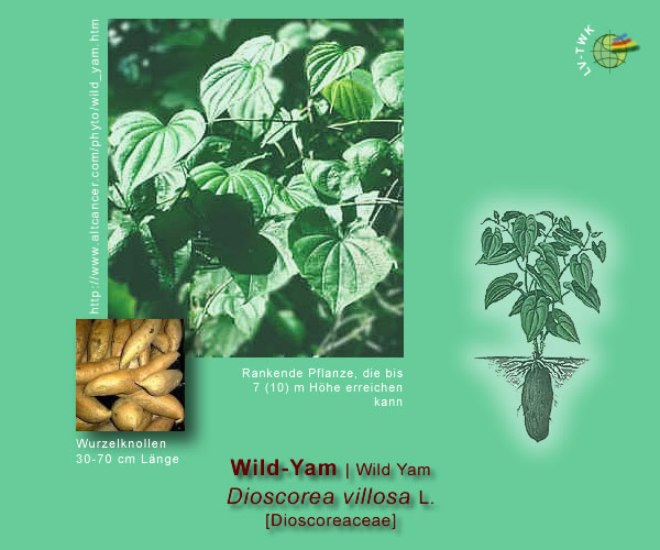 Dioscorea villosa L. (Wild-Yams / Wild Yam)