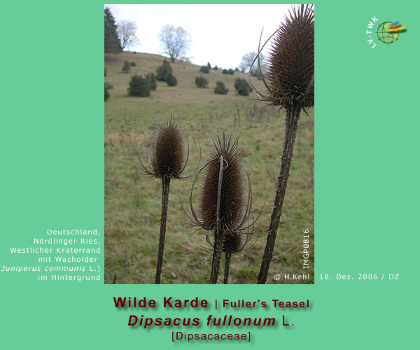 Dipsacus fullonum L. (Wilde Karde / Fuller's Teasel)